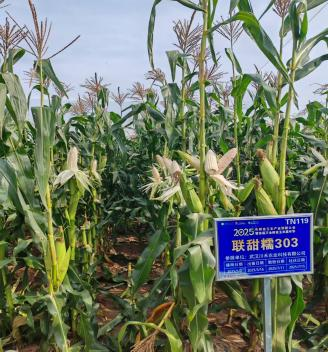 聯創種業控股川禾農業 構建玉米全產業鏈布局